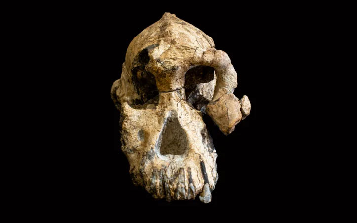 Bahía Allia. Australopithecus anamensis