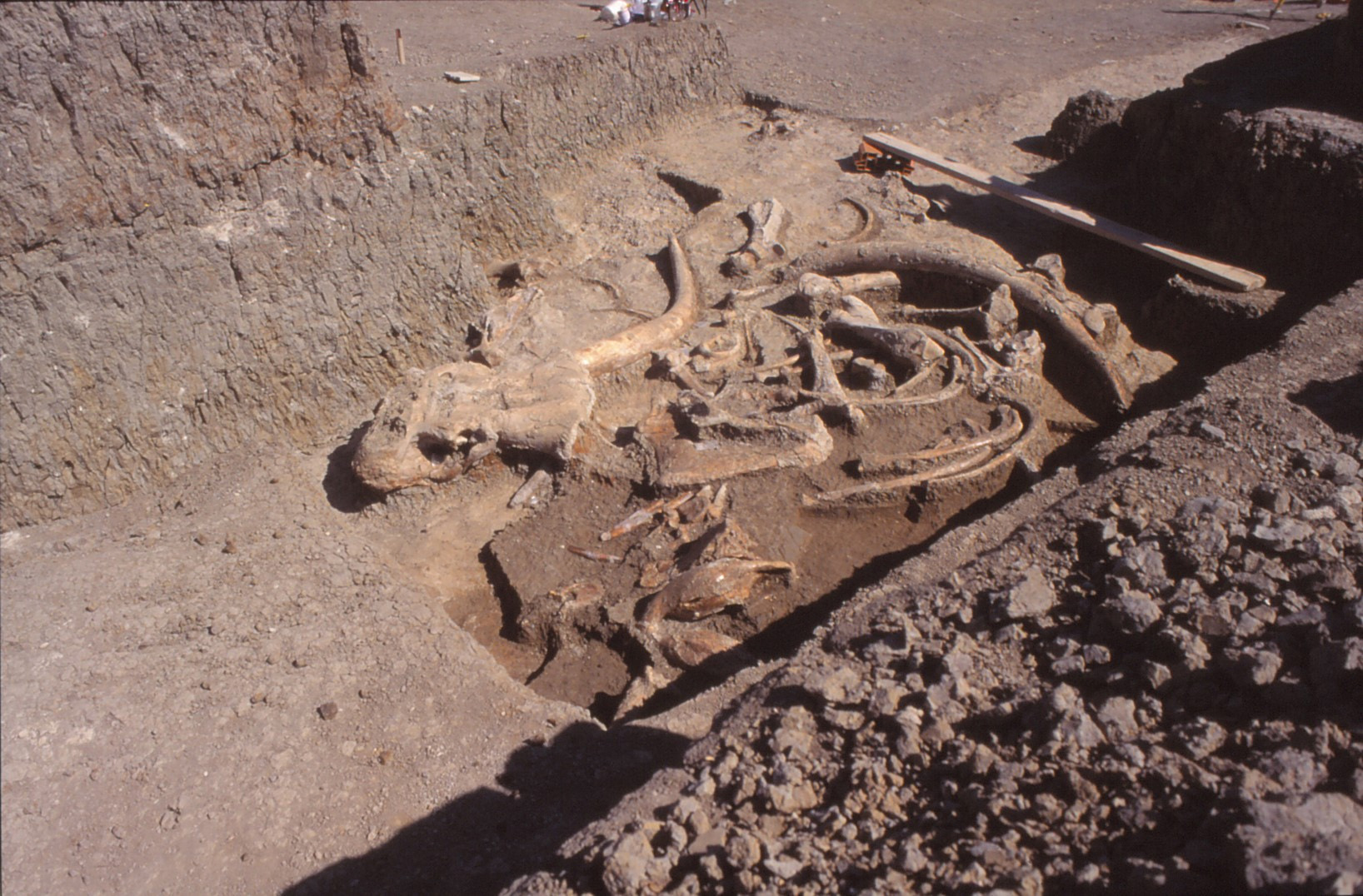 Excavaciones en el yacimiento arqueológico de Ambrona